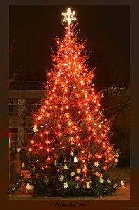 Kerstboom Thamara - 1